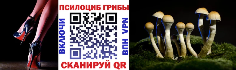 купить наркоту  Теберда  Псилоцибиновые грибы Psilocybine cubensis 