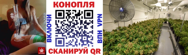 Конопля сатива  omg вход  Теберда 